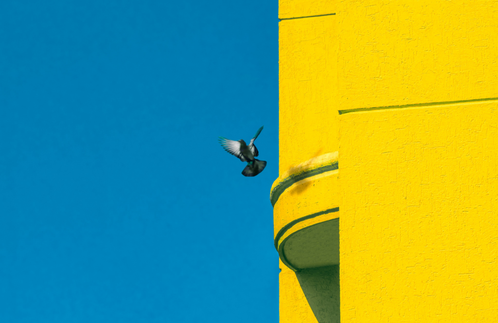 Keltainen rakennuksen seinä sinistä taivasta vasten ja seinän vierellä lentävä kyyhkynen.